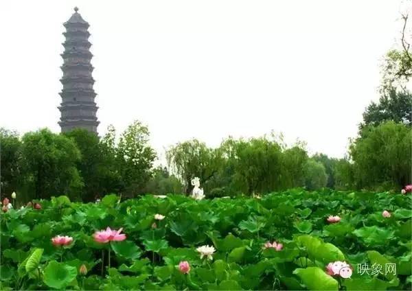 河南赏荷花旅游好去处,河南最美荷花是哪里的景点