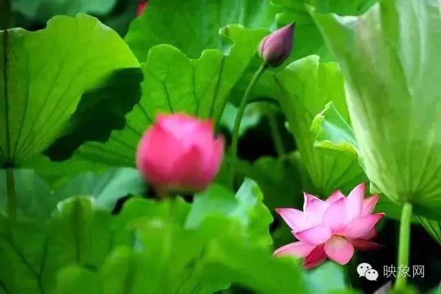 河南赏荷花旅游好去处,河南最美荷花是哪里的景点