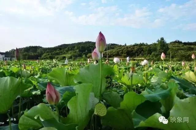 河南赏荷花旅游好去处,河南最美荷花是哪里的景点