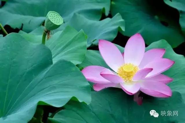 河南赏荷花旅游好去处,河南最美荷花是哪里的景点