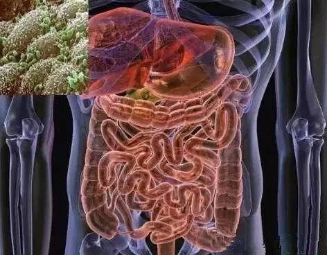 微观肠道菌——肠道菌研究一览