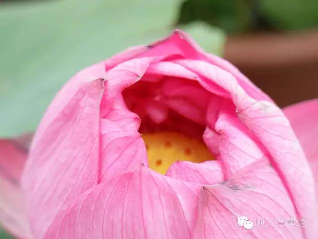 北京市顺义公园,从小就爱上你