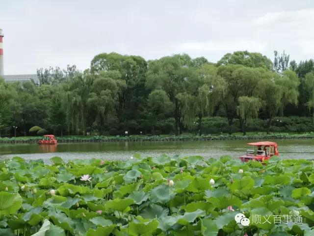 北京市顺义公园,从小就爱上你