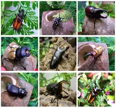 太原投资2000万风情文化节!引来50万只萤火虫!20万只蝴