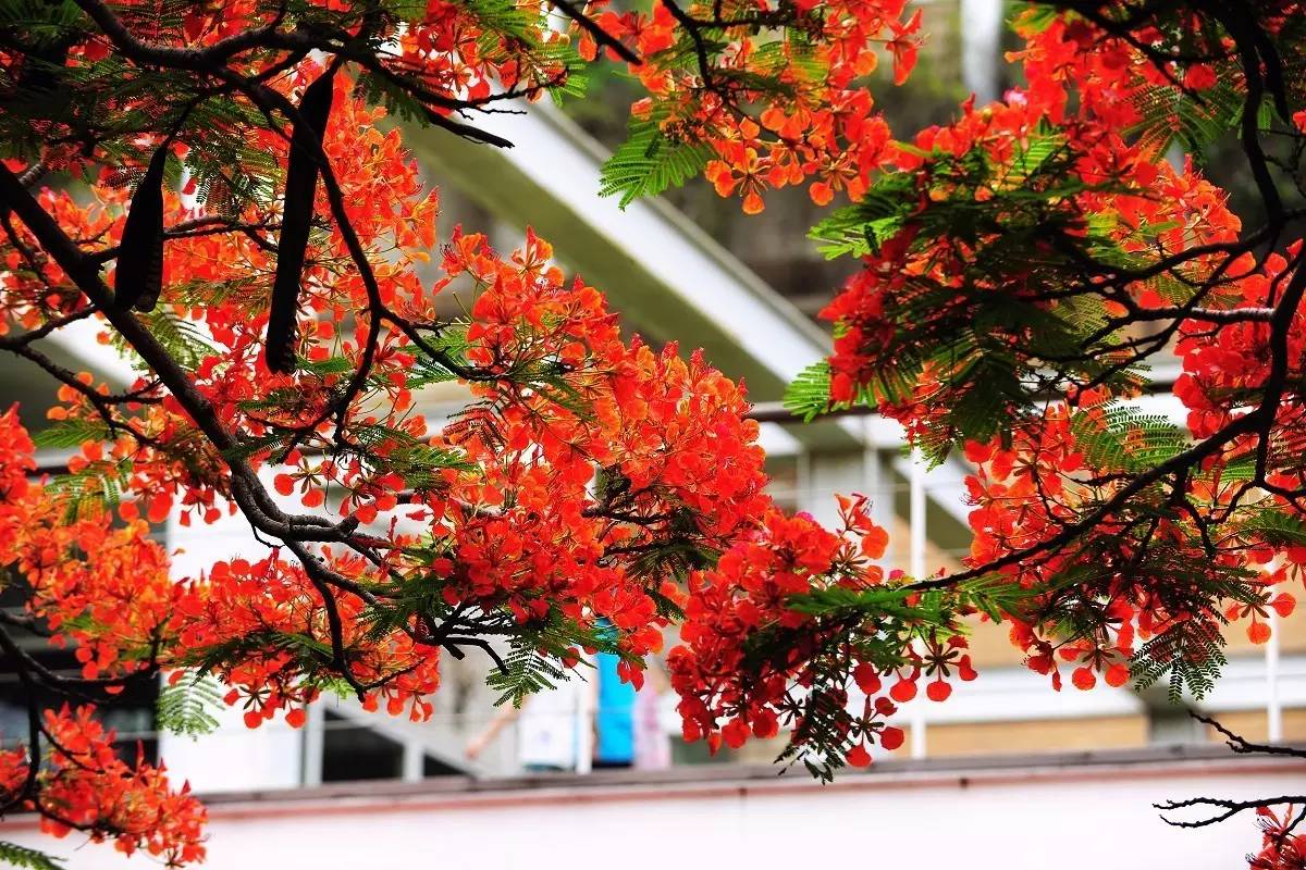 植物果实怎么分类,植物果实的分类
