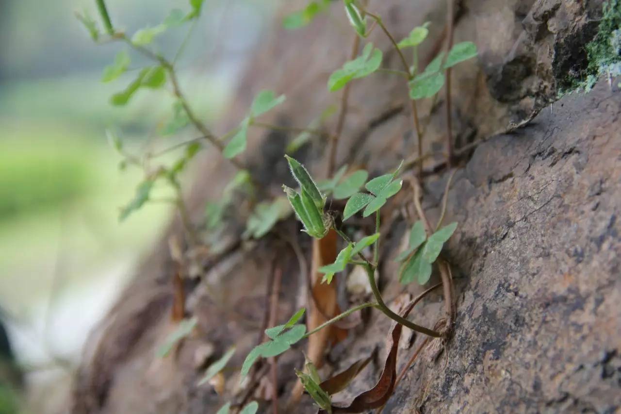 植物果实怎么分类,植物果实的分类