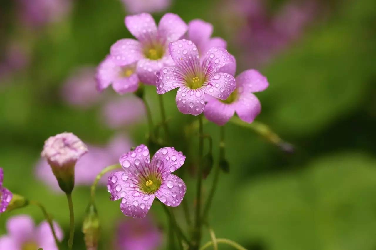 植物果实怎么分类,植物果实的分类
