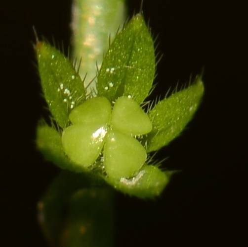 植物果实怎么分类,植物果实的分类