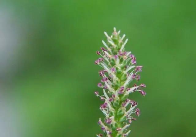 古人吃什么？《诗经》蔬果志：你现在还在采的芣苡