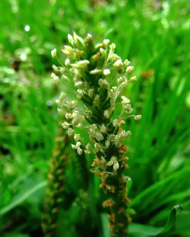 古人吃什么？《诗经》蔬果志：你现在还在采的芣苡