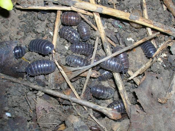 浣犺寰楀嚭鐙楃嫍鐨勫搧绉嶅悧,浣犺寰楀悧鍘熺増瑙嗛