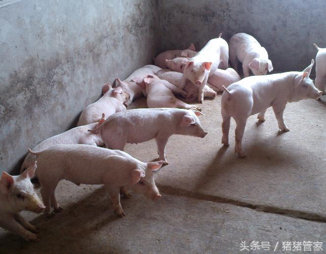 怎么应对仔猪断奶应激措施,仔猪断奶怎么抗应激