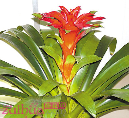 凤梨花叶子发黄的原因,凤梨花叶片黄化的解决方法