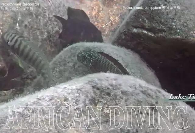 三湖慈鲷观赏视频,三湖慈鲷马鲷和蝴蝶