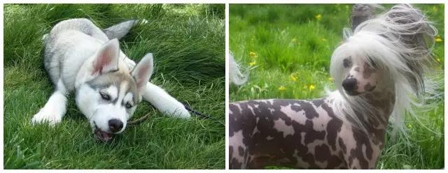 夏日来临宠物中暑,宠物防中暑全攻略