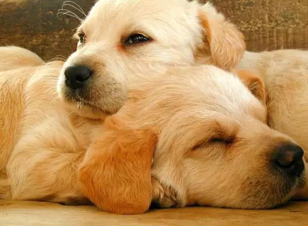 夏日来临宠物中暑,宠物防中暑全攻略