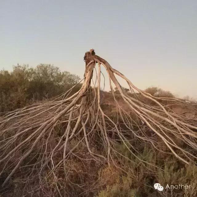 在澳洲租房车,租房车在澳洲