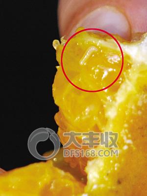 柑橘实蝇怎么发生的,怎样防柑橘里的蛆