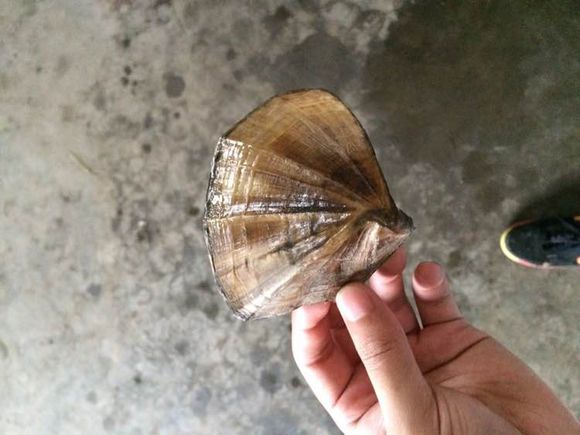 江边抓到一群乌龟,在河里抓的超大的巴西龟