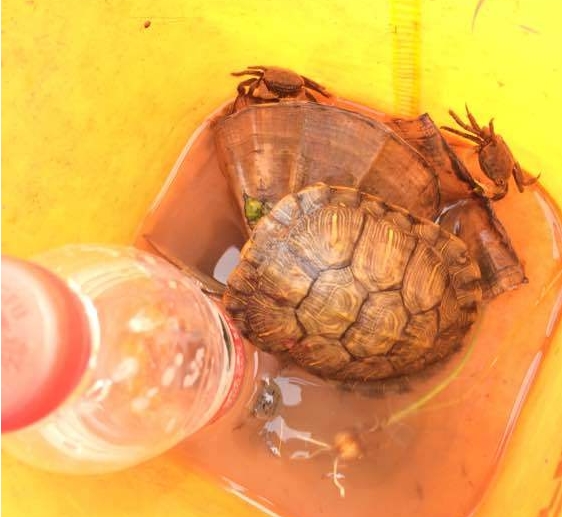 江边抓到一群乌龟,在河里抓的超大的巴西龟