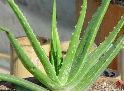 芦荟胶的成分怎么样才是好的呢,买芦荟胶主要是看什么成分