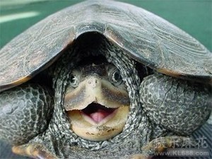 现在都还不知道?身边生物的寿命(饲养编)