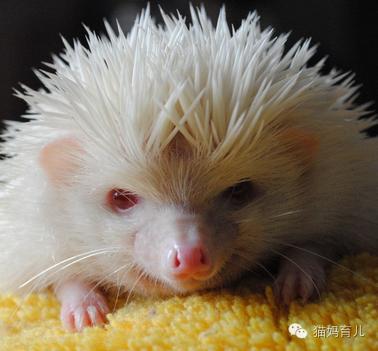 兔子与刺猬童话故事简笔画,小鸡球球和小刺猬简笔画