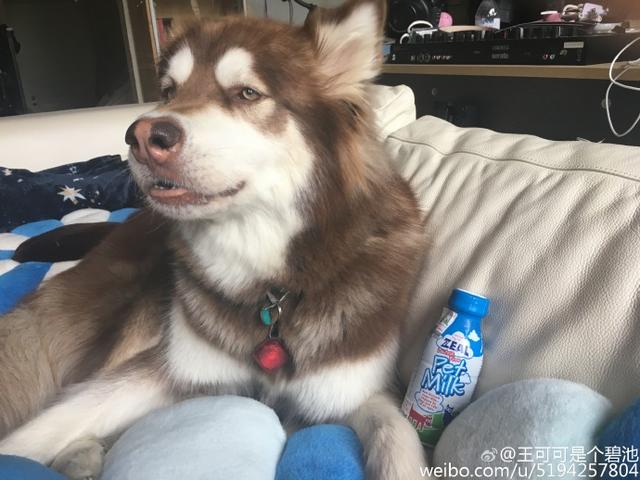 王思聪宠物狗链子,王思聪给爱犬戴项链