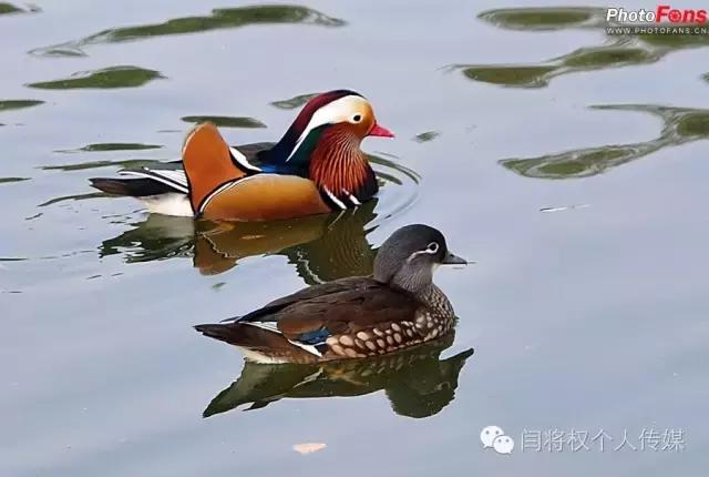 动物忠诚和单纯的感情,动物忠诚的诗句