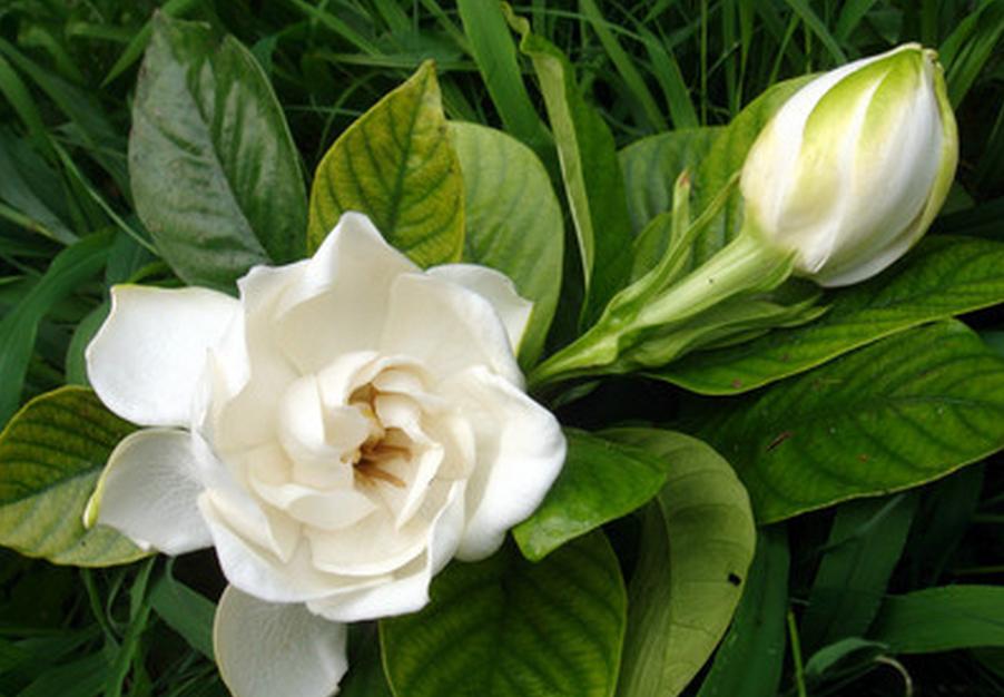 七夕节送栀子花,七夕有栀子花吗