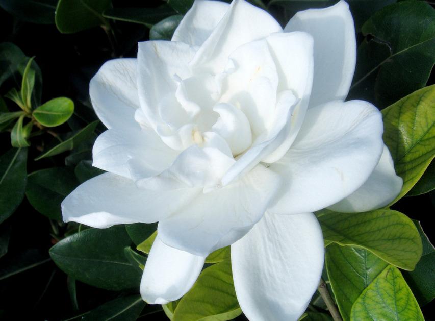 七夕节送栀子花,七夕有栀子花吗