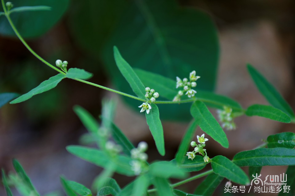 炎炎夏日山中纳凉,炎炎夏日山间小溪带来一丝清凉