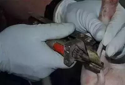 防止仔猪压死的措施,保育仔猪副猪如何预防及治疗