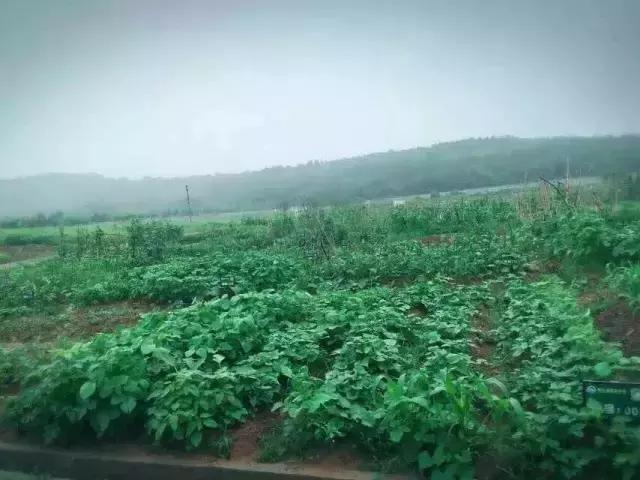 为什么淮南人喜欢当“地主”,看看地主如何管理地的!