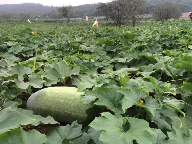 为什么淮南人喜欢当“地主”,看看地主如何管理地的!