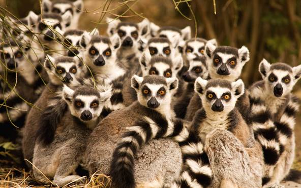 杰尼龟的收服方法,杰尼龟捕捉动画