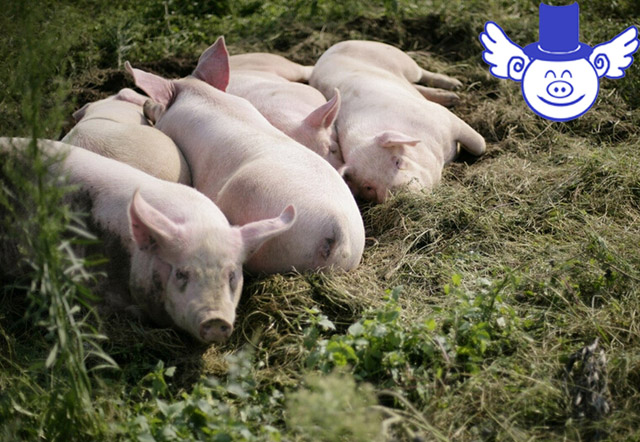 养猪多赚钱,养猪投入20万一年能赚多少钱