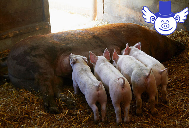 养猪多赚钱,养猪投入20万一年能赚多少钱