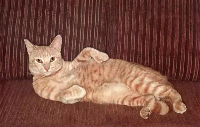 该怎么练才能跑好一场马拉松,跑半程马拉松的26个技巧与建议