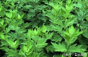 鼻出血怎么办最有效的方法,鼻出血等离子手术后再出血怎么办