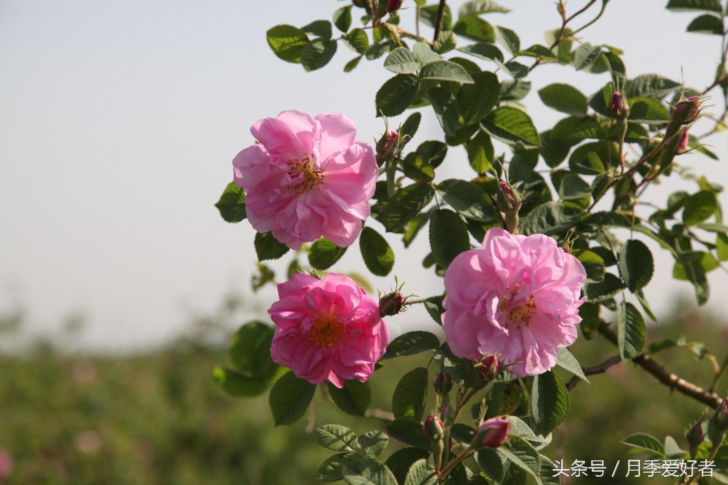 月季玫瑰蔷薇芍药牡丹的区别,蔷薇月季玫瑰区别是什么