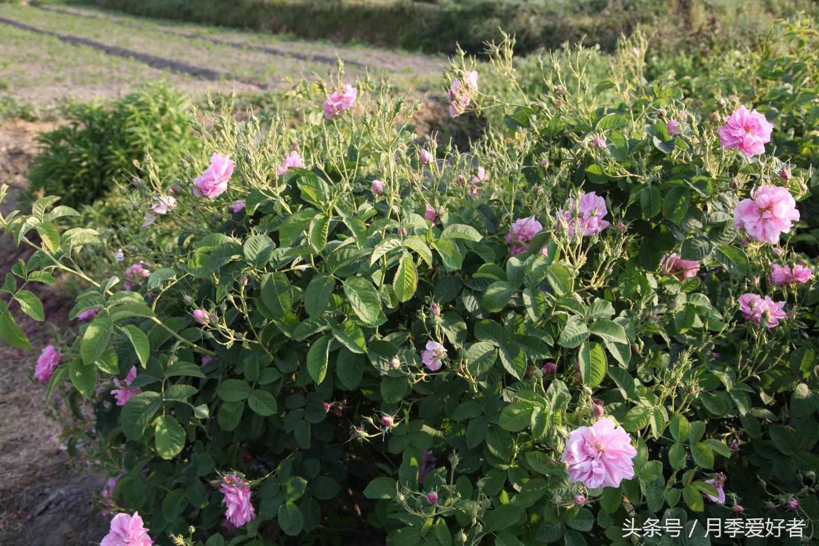 月季玫瑰蔷薇芍药牡丹的区别,蔷薇月季玫瑰区别是什么