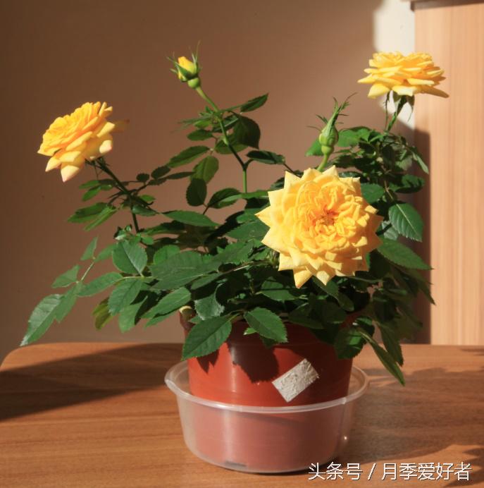 月季玫瑰蔷薇芍药牡丹的区别,蔷薇月季玫瑰区别是什么