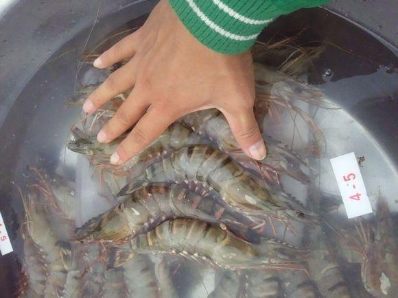 一斤25只的基围虾大不大呀,1斤基围虾可以出多少虾肉