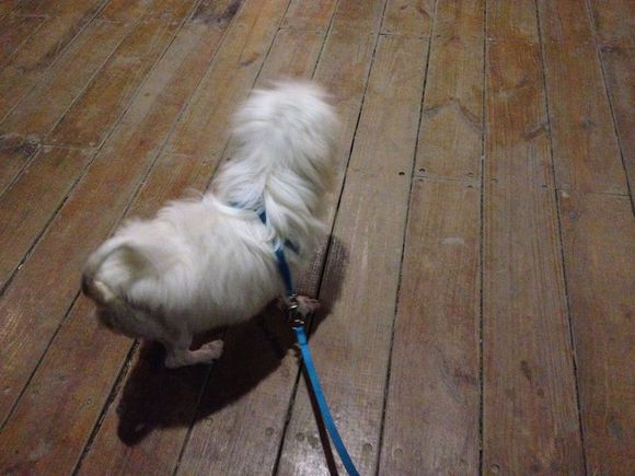 拯救狗狗不被蜜蜂蜇,拯救狗狗原版