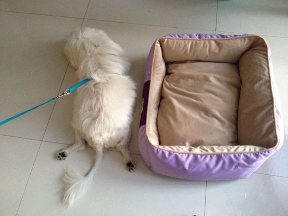 拯救狗狗不被蜜蜂蜇,拯救狗狗原版