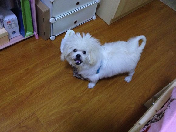 拯救狗狗不被蜜蜂蜇,拯救狗狗原版