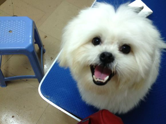 拯救狗狗不被蜜蜂蜇,拯救狗狗原版