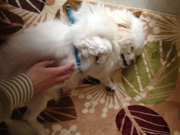 拯救狗狗不被蜜蜂蜇,拯救狗狗原版