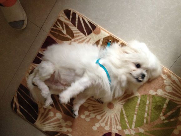 拯救狗狗不被蜜蜂蜇,拯救狗狗原版